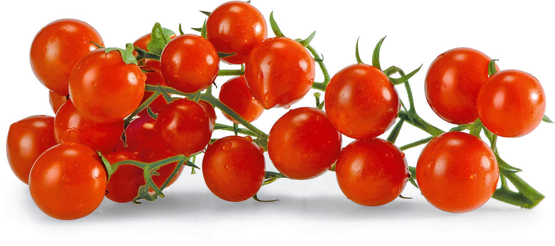 Pomodorini PAM