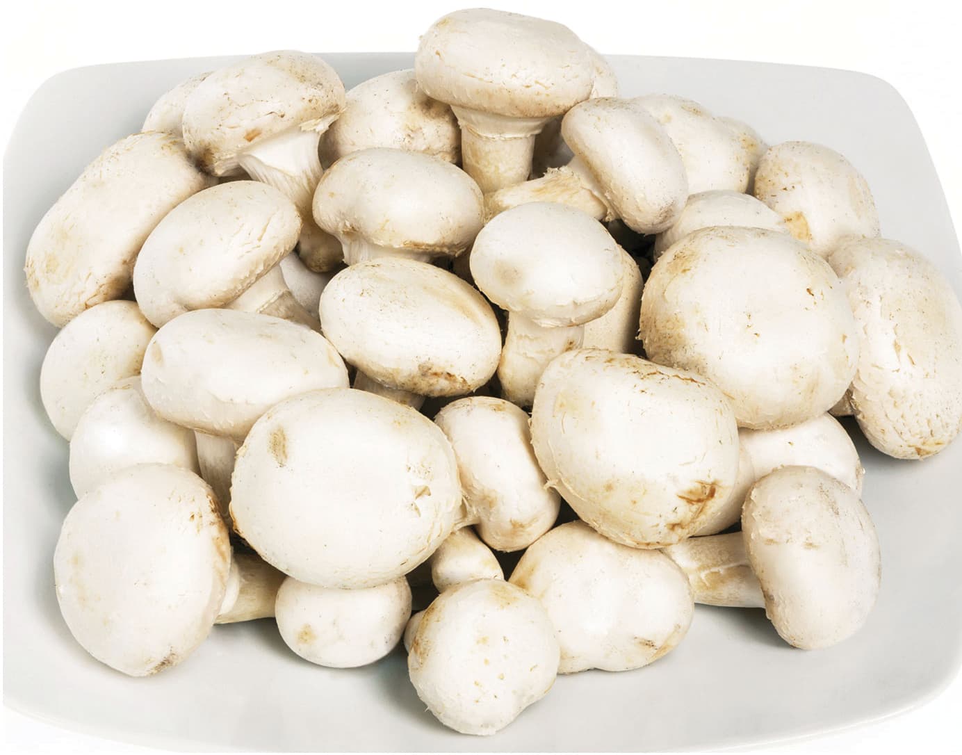 Funghi champignon crema residuo zero coltivati – immagine 2